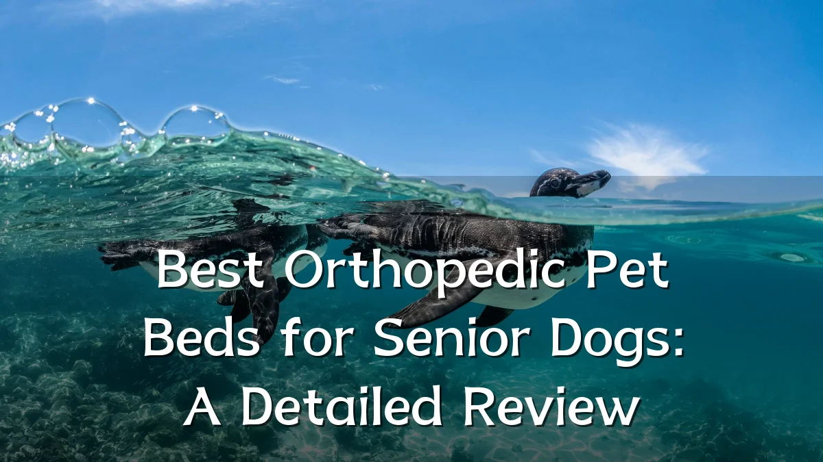 Best Orthopedic Pet Beds for Senior Dogs: A Detailed Review