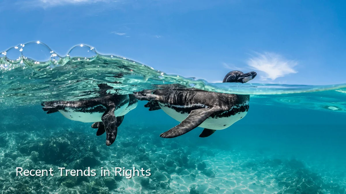 Recent Trends in Rights